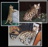 Junglebook Cubby Coo the Rajas Cat:  F4 male, BST: Junglebook Margay's  Fantasy Singher x Junglebook Sweet  Surrender