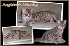 Junglebook Glitterbug: F4 queen, BST:  Junglebook Cubby Coo x Junglebook Fairydust