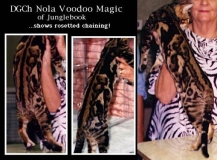 Nola Voodoo Magic of Junglebook (DGC):  brown marble SBT male:  Nola Magic Marker of Kingsmark x  Nola Queen Tut