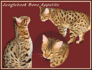Junglebook Bone Appetite: F5 male, BST: Awagati Rollin Da Bones x Junglebook Raisin Cane