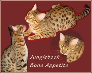 Junglebook Bone Appetite: F5 male, BST: Awagati Rollin Da Bones x Junglebook Raisin Cane