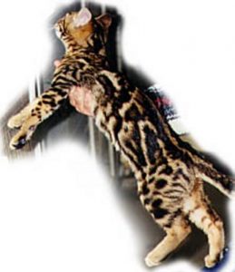 Junglebook Margay Illustrated : SBT Stud : DGC Nola Voodoo Magic of Junglebook x IW SGC Junglebook Virtual Reality